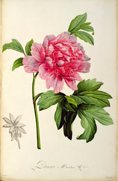 Paeonia Moutan, c.1799 by Pierre Joseph Redouté